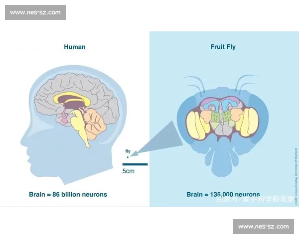 提升大脑敏捷与反应速度的科学训练方法全攻略 提升大脑敏捷与反应速度的科学训练方法全攻略